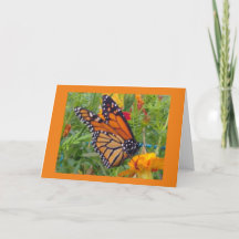 Monarch Butterfly