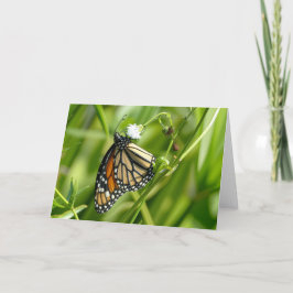 Monarch Butterfly - kort