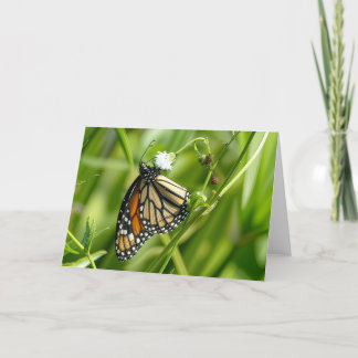 Monarch Butterfly - kort