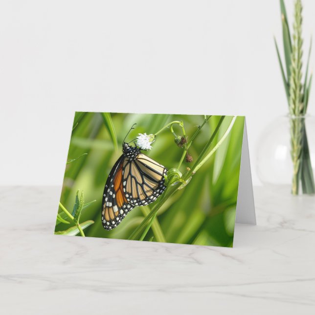 Monarch Butterfly - kort (Framsida)