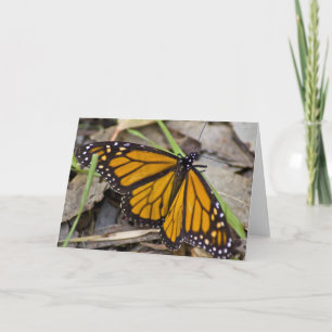 Monarch Butterfly Kort