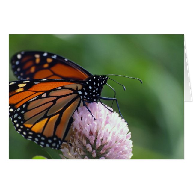 Monarch Butterfly - Kort (Framsidan Horizontal)