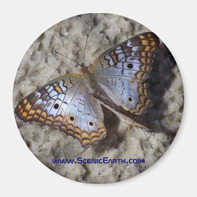 Monarch Butterfly-kylare, magnet-knapp Magnet (Framsidan)
