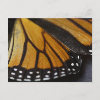 Monarch Butterfly Macro Vykort
