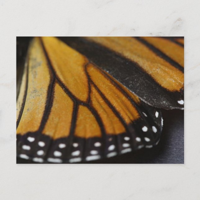 Monarch Butterfly Macro Vykort (Framsida)