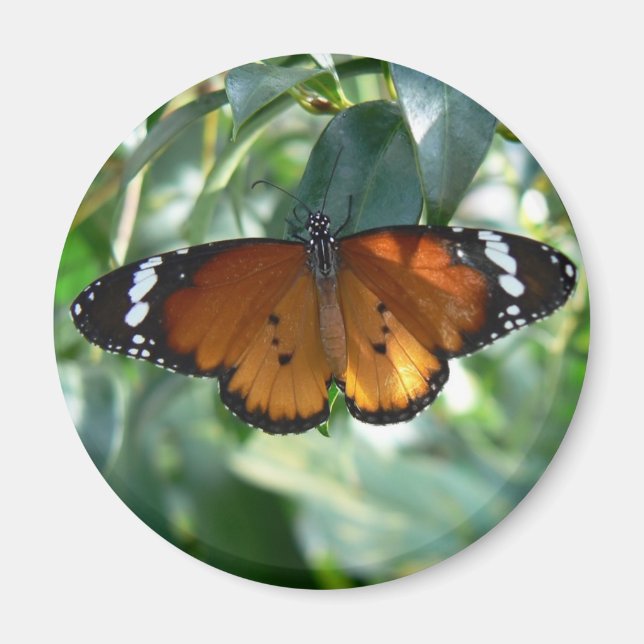 Monarch Butterfly Magnet (Framsidan)