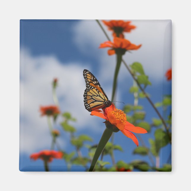 Monarch butterfly magnet (Framsidan)