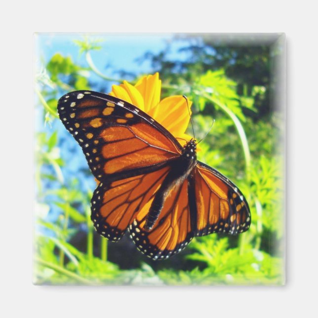 Monarch Butterfly Magnet (Framsidan)