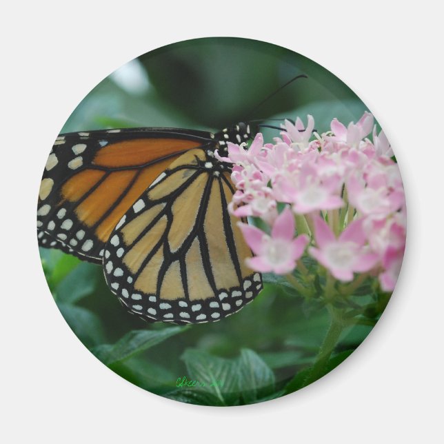 Monarch Butterfly Magnet (Framsidan)