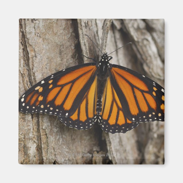 Monarch Butterfly Magnet (Framsidan)