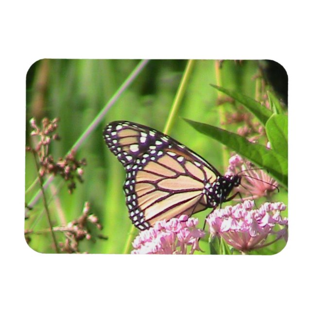 Monarch Butterfly Magnet (Horisontell)