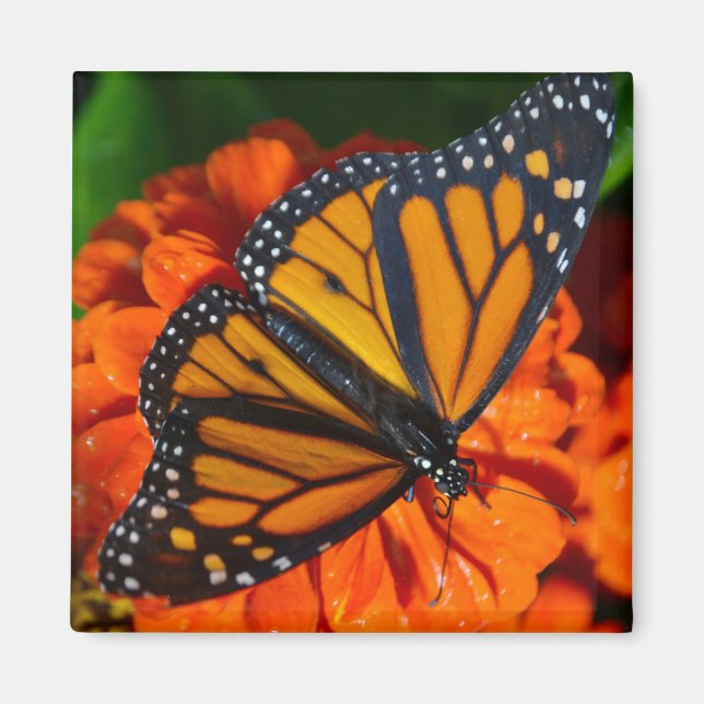 Monarch Butterfly Magnet (Framsidan)