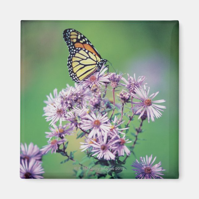 Monarch Butterfly Magnet (Framsidan)
