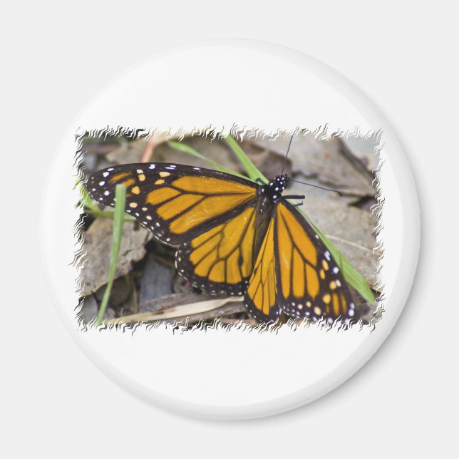 Monarch Butterfly Magnet (Framsidan)