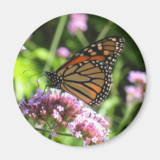 Monarch Butterfly Magnet (Framsidan)
