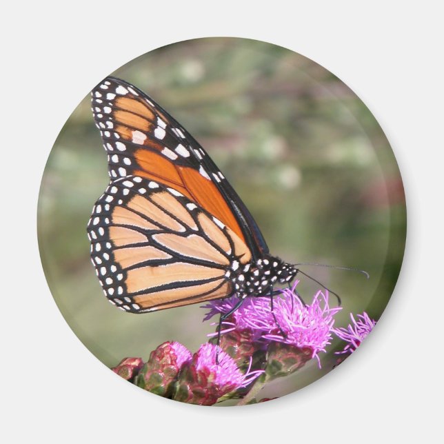 Monarch Butterfly Magnet (Framsidan)