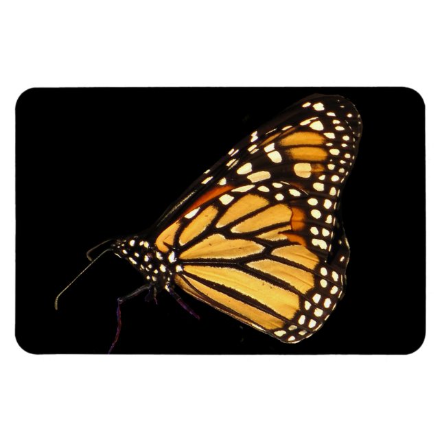 Monarch Butterfly Magnet (Horisontell)