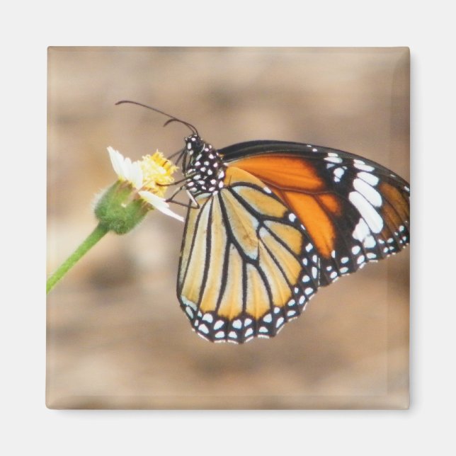 Monarch Butterfly Magnet (Framsidan)