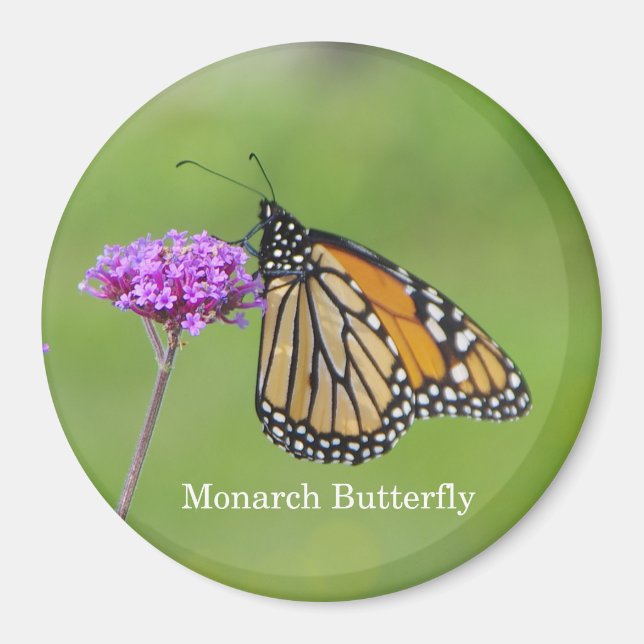 Monarch Butterfly magnet (Framsidan)