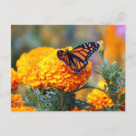Monarch Butterfly Marigold Photo Vykort