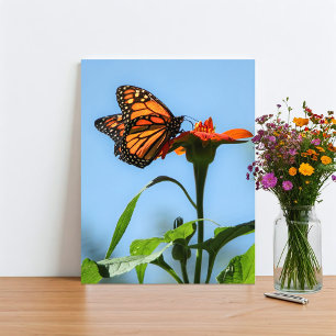 Monarch Butterfly Matande på Orange Flower Fototryck