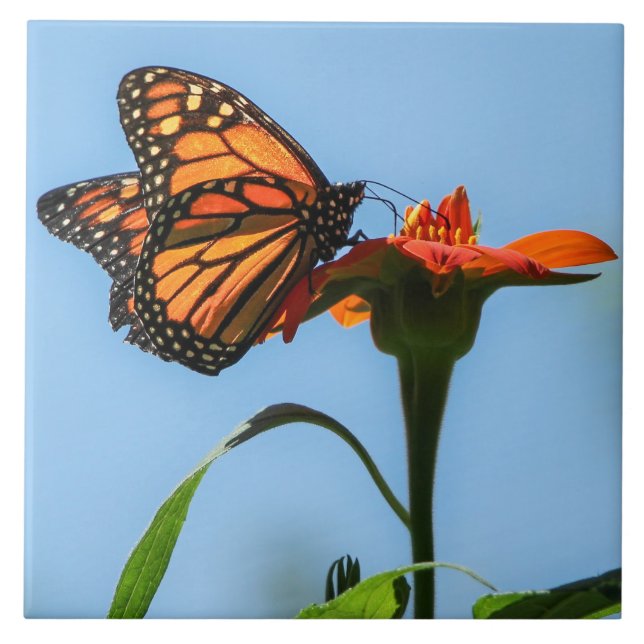 Monarch Butterfly Matande på Orange Flower Kakelplatta (Framsidan)