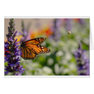 Monarch Butterfly Matar tomt kort