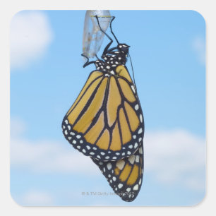 Monarch Butterfly, med Chrysalis Fyrkantigt Klistermärke
