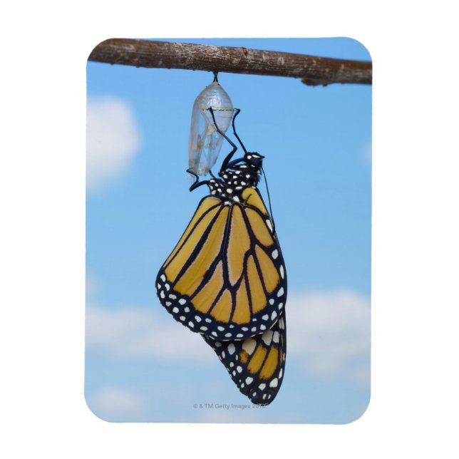 Monarch Butterfly, med Chrysalis Magnet (Vertikal)