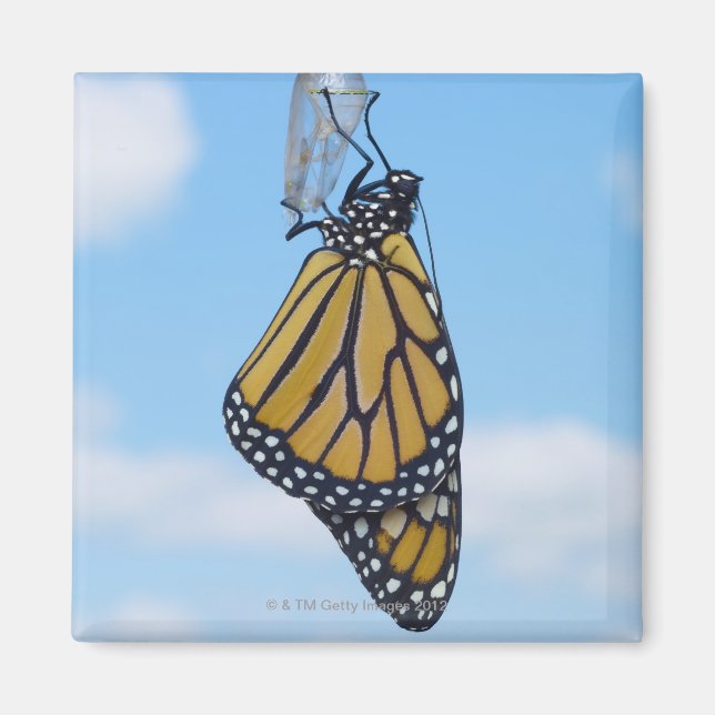 Monarch Butterfly, med Chrysalis Magnet (Framsidan)