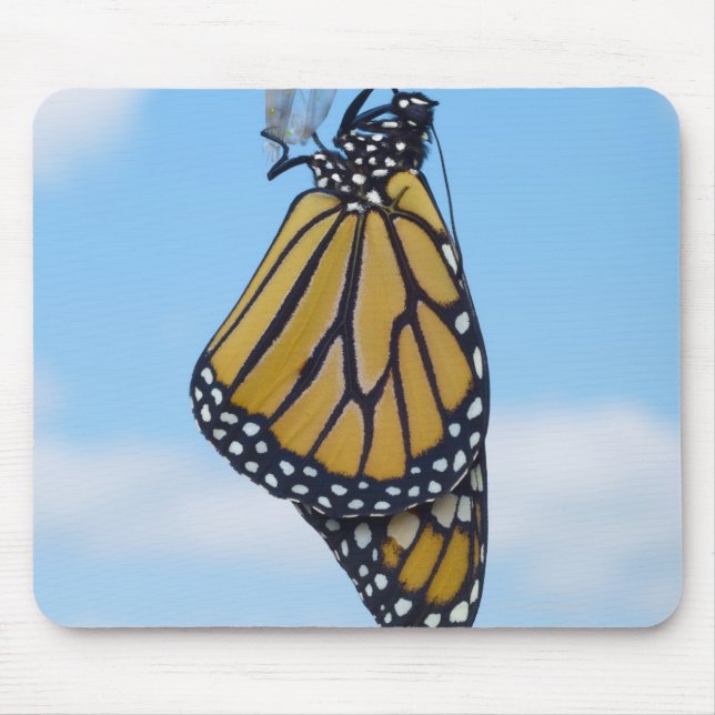 Monarch Butterfly, med Chrysalis Musmatta (Framsidan)