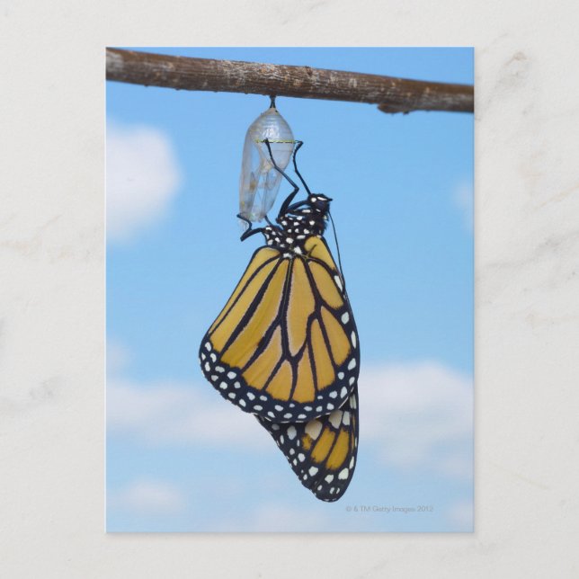 Monarch Butterfly, med Chrysalis Vykort (Framsida)