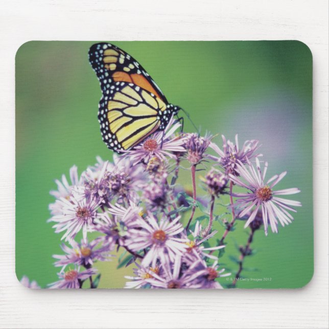Monarch Butterfly Musmatta (Framsidan)