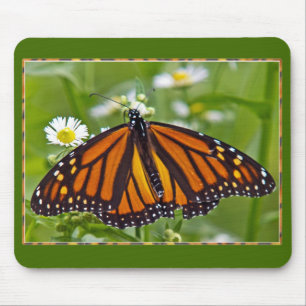 Monarch Butterfly Musmatta