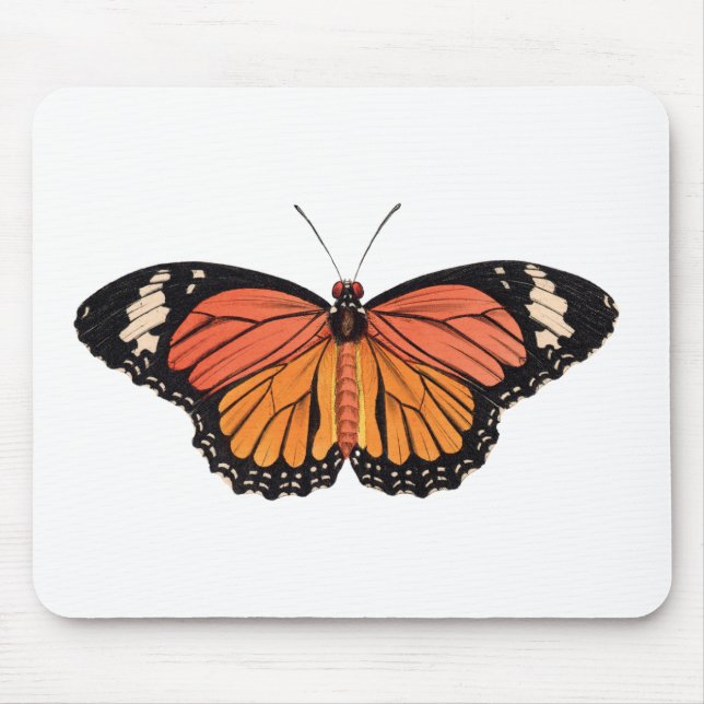 Monarch Butterfly Musmatta (Framsidan)