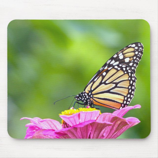 Monarch Butterfly Musmatta (Framsidan)