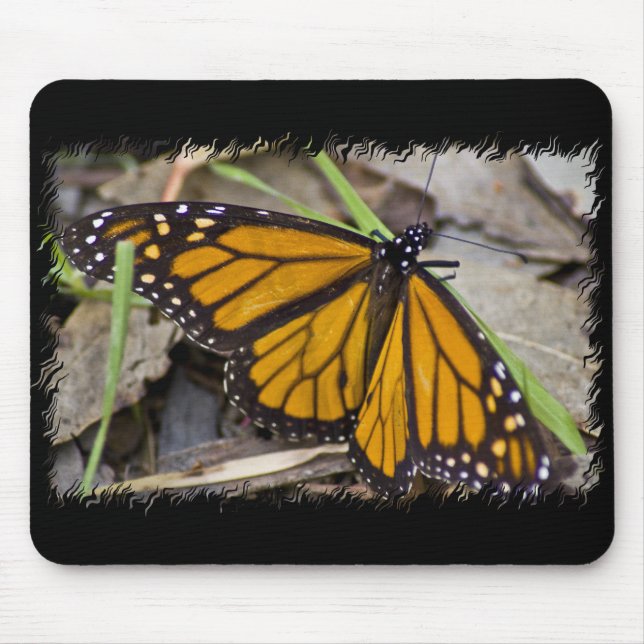 Monarch Butterfly Musmatta (Framsidan)
