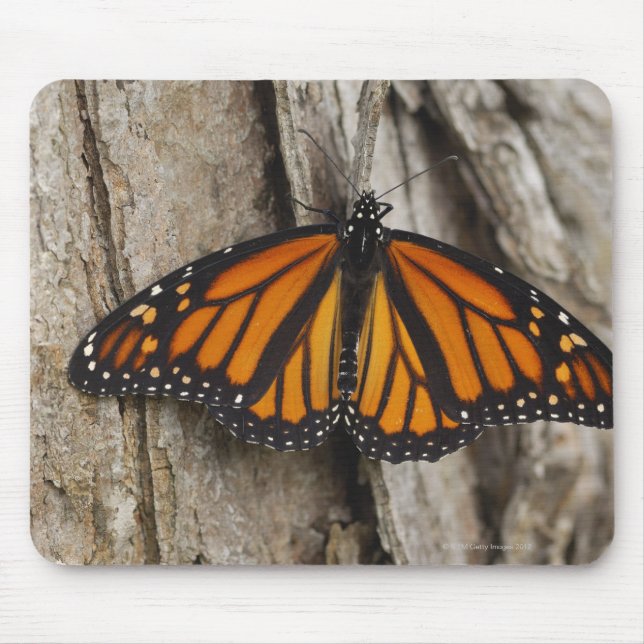 Monarch Butterfly Musmatta (Framsidan)