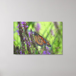 Monarch Butterfly närmar sig Lila blommor Canvastryck