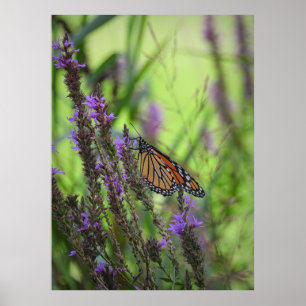 Monarch Butterfly närmar sig Lila blommor Poster