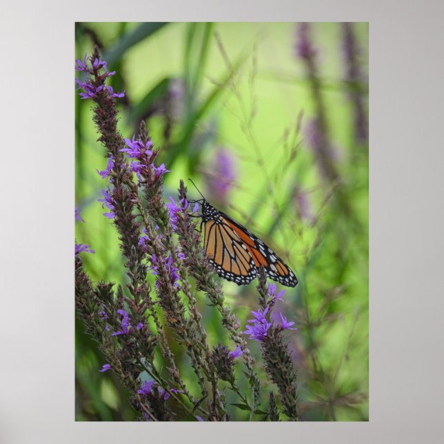 Monarch Butterfly närmar sig Lila blommor Poster (Framsidan)