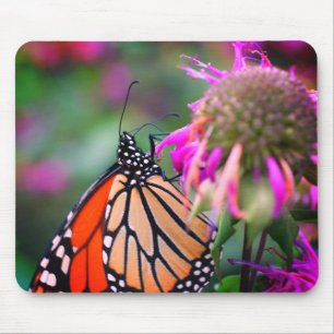 Monarch Butterfly Nature Musmatta