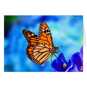 Monarch Butterfly Note-kort Hälsningskort