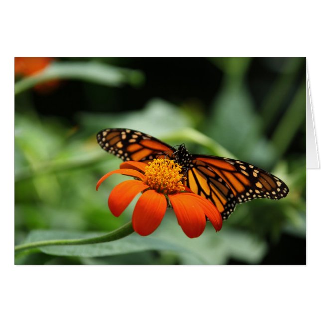 Monarch Butterfly Note-kort OBS Kort (Framsidan Horizontal)