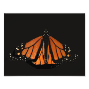 Monarch Butterfly nyckel i Orangen Fototryck