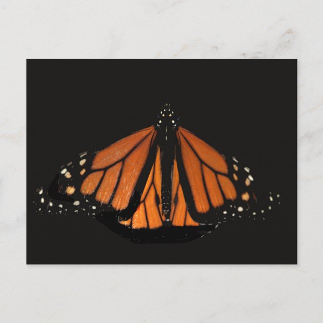 Monarch Butterfly nyckel i Orangen Vykort (Framsida)
