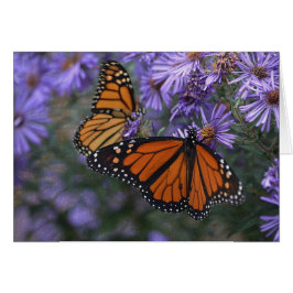 Monarch Butterfly OBS Kort