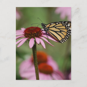 Monarch Butterfly och Black Eyed Susan Vykort