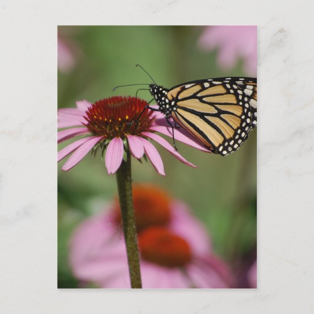 Monarch Butterfly och Black Eyed Susan Vykort (Framsida)