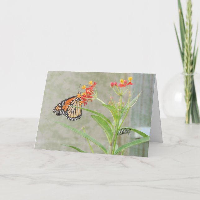 Monarch Butterfly och Catercolumn Greeting Card Kort (Framsida)